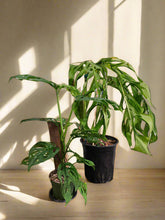 The Monstera ‘Esqueleto’ is a rare showstopper with massive, lacy fenestrations resembling a skeletal structure. Native to Central American cloud forests, it thrives as a fast-growing climber, adding wild elegance to any space. Easy to care for yet exclusive, this tropical beauty is a must-have for collectors seeking a bold statement plant. 