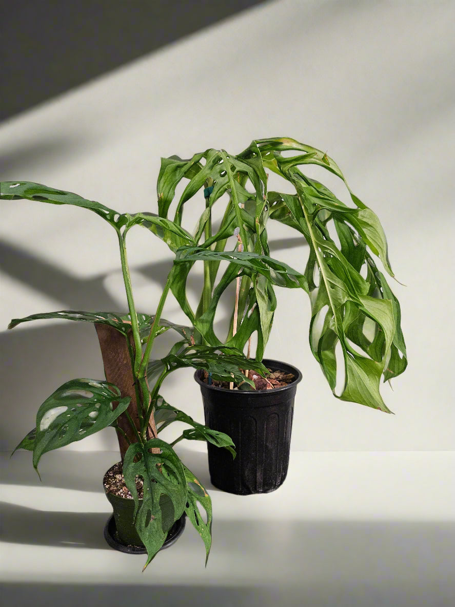 The Monstera ‘Esqueleto’ is a rare showstopper with massive, lacy fenestrations resembling a skeletal structure. Native to Central American cloud forests, it thrives as a fast-growing climber, adding wild elegance to any space. Easy to care for yet exclusive, this tropical beauty is a must-have for collectors seeking a bold statement plant. 