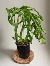 The Monstera ‘Esqueleto’ is a rare showstopper with massive, lacy fenestrations resembling a skeletal structure. Native to Central American cloud forests, it thrives as a fast-growing climber, adding wild elegance to any space. Easy to care for yet exclusive, this tropical beauty is a must-have for collectors seeking a bold statement plant. 