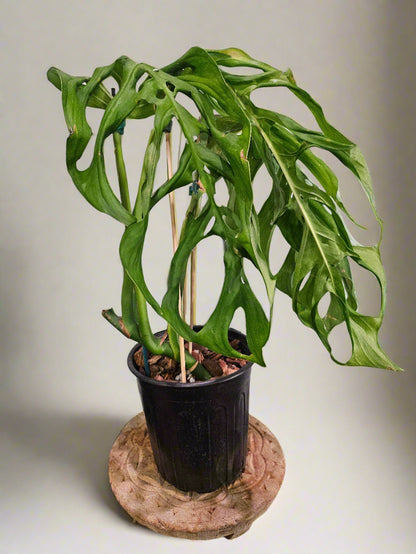 The Monstera ‘Esqueleto’ is a rare showstopper with massive, lacy fenestrations resembling a skeletal structure. Native to Central American cloud forests, it thrives as a fast-growing climber, adding wild elegance to any space. Easy to care for yet exclusive, this tropical beauty is a must-have for collectors seeking a bold statement plant. 