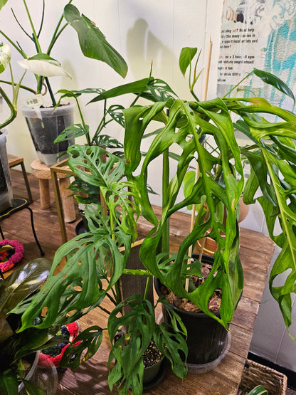 The Monstera ‘Esqueleto’ is a rare showstopper with massive, lacy fenestrations resembling a skeletal structure. Native to Central American cloud forests, it thrives as a fast-growing climber, adding wild elegance to any space. Easy to care for yet exclusive, this tropical beauty is a must-have for collectors seeking a bold statement plant. 