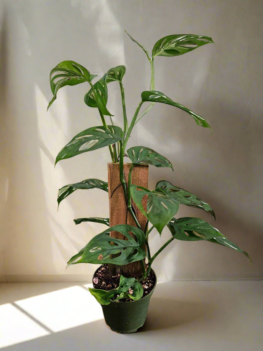 The Monstera ‘Esqueleto’ is a rare showstopper with massive, lacy fenestrations resembling a skeletal structure. Native to Central American cloud forests, it thrives as a fast-growing climber, adding wild elegance to any space. Easy to care for yet exclusive, this tropical beauty is a must-have for collectors seeking a bold statement plant. 