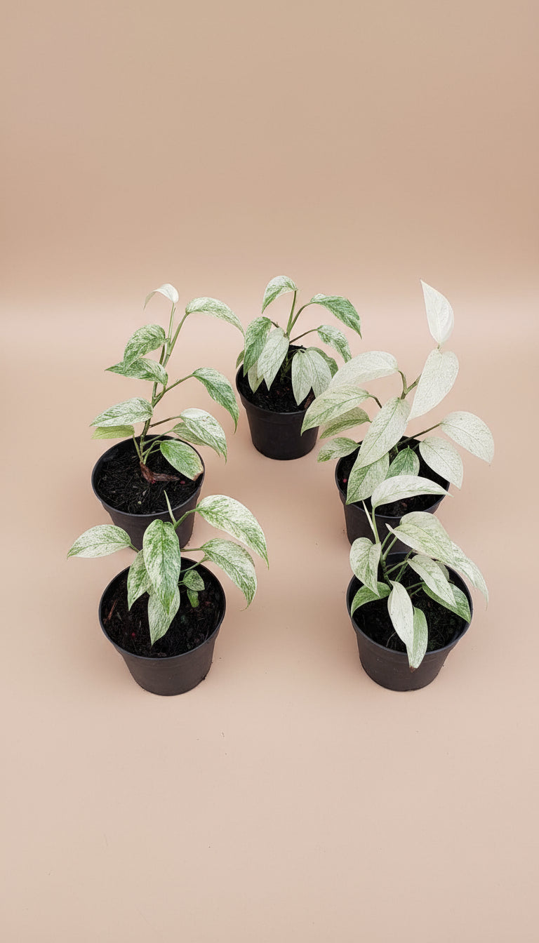 Rare Monstera Laniata “Mint” with stunning cream and green marbled variegation. A trailing or climbing standout for collectors seeking a true botanical treasure.