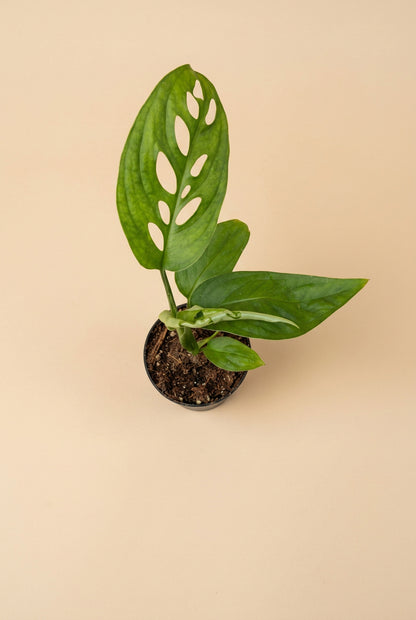 Rare Monstera Obliqua Napo Live Plant