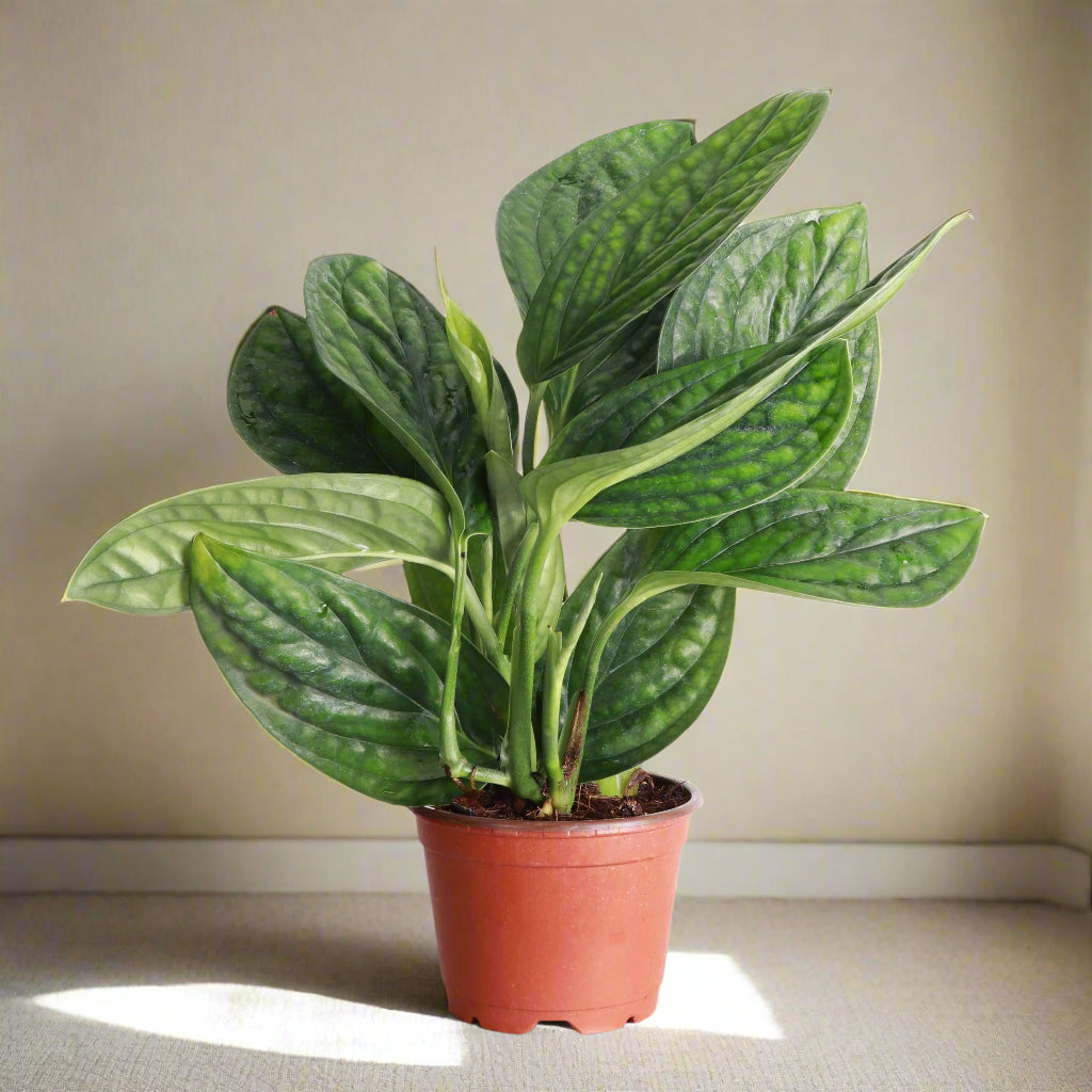 Monstera Peru features thick, glossy, textured leaves with bold ridges. A rare, low-maintenance climbing Monstera that adds sculptural beauty indoors.