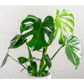 The Monstera Deliciosa, known as the Swiss Cheese Plant, features large, glossy, split leaves that add a tropical vibe to any space. Easy to care for, it thrives in medium to bright indirect light. Perfect for beginners and experienced plant parents, this iconic beauty also purifies the air and elevates your home decor.