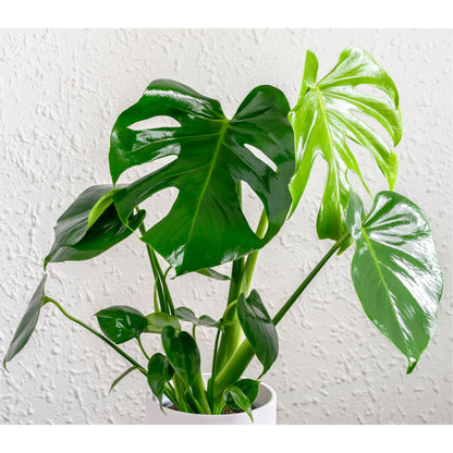 The Monstera Deliciosa, known as the Swiss Cheese Plant, features large, glossy, split leaves that add a tropical vibe to any space. Easy to care for, it thrives in medium to bright indirect light. Perfect for beginners and experienced plant parents, this iconic beauty also purifies the air and elevates your home decor.