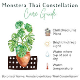 The Monstera Deliciosa Thai Constellation is a rare, highly coveted plant known for its stunning white and cream variegated leaves. Thriving in medium to bright indirect light, this easy-care beauty adds elegance to any space. Each unique leaf has heart-shaped patterns, and brighter light boosts variegation.