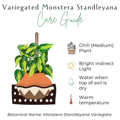 The Monstera Standleyana is a rare climbing plant known for its stunning variegated leaves, featuring splashes of yellow and cream on a dark green background. Thriving in bright, indirect light, this easy-care plant is perfect for collectors looking for a unique addition. Ideal for training on a moss pole or trellis.