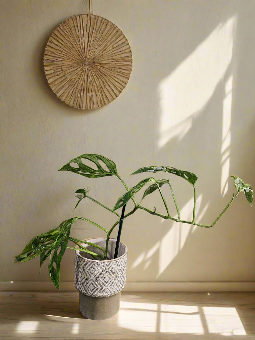 Monstera adansonii Mint Variegated is a rare trailing plant with minty marbled leaves and iconic fenestrations—perfect for collectors and jungle-style decor.