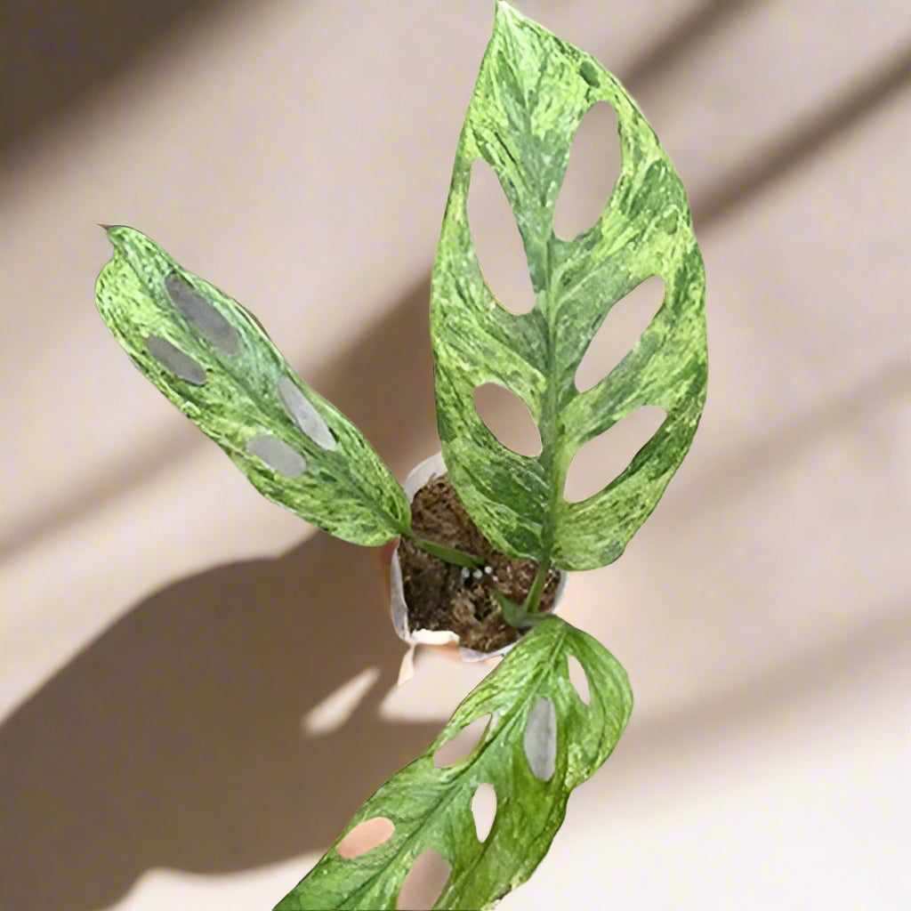 Monstera adansonii Mint Variegated is a rare trailing plant with minty marbled leaves and iconic fenestrations—perfect for collectors and jungle-style decor.
