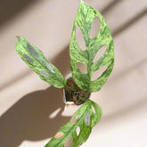 Monstera adansonii Mint Variegated is a rare trailing plant with minty marbled leaves and iconic fenestrations—perfect for collectors and jungle-style decor.