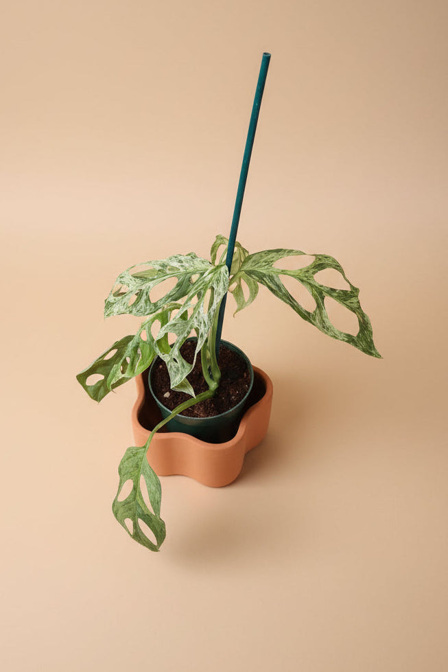 is monstera adansonii a trailing plant Monstera Adansonii Mint Variegated 4" Rare Plant