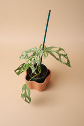 Monstera adansonii Mint Variegated is a rare trailing plant with minty marbled leaves and iconic fenestrations—perfect for collectors and jungle-style decor.