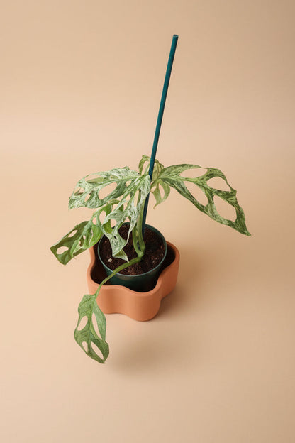 Monstera adansonii Mint Variegated is a rare trailing plant with minty marbled leaves and iconic fenestrations—perfect for collectors and jungle-style decor.