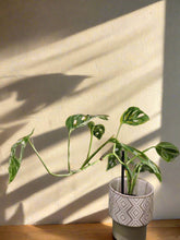 Monstera adansonii Mint Variegated is a rare trailing plant with minty marbled leaves and iconic fenestrations—perfect for collectors and jungle-style decor.