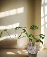 Monstera adansonii Mint Variegated is a rare trailing plant with minty marbled leaves and iconic fenestrations—perfect for collectors and jungle-style decor.