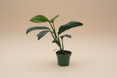 Rare Monstera aureopinnata with elongated fenestrated leaves and climbing growth. A unique collector Monstera perfect for bright indoor jungle spaces.