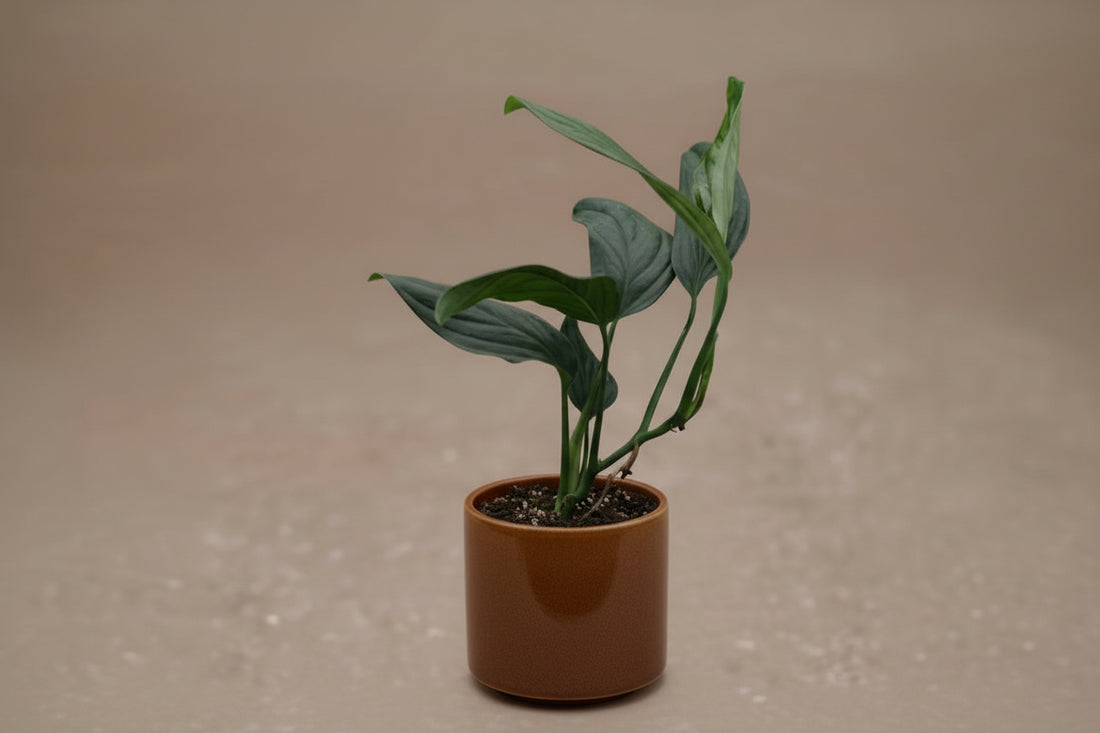 Rare Monstera aureopinnata with elongated fenestrated leaves and climbing growth. A unique collector Monstera perfect for bright indoor jungle spaces.