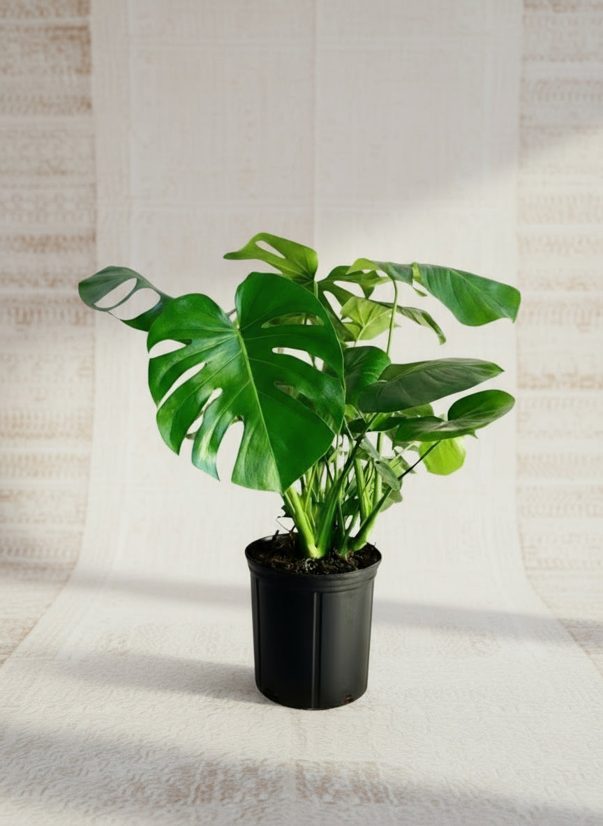 The Monstera deliciosa ‘Tauerii’ is a compact, dwarf variety with glossy fenestrated leaves—perfect for stylish, easy-care indoor spaces