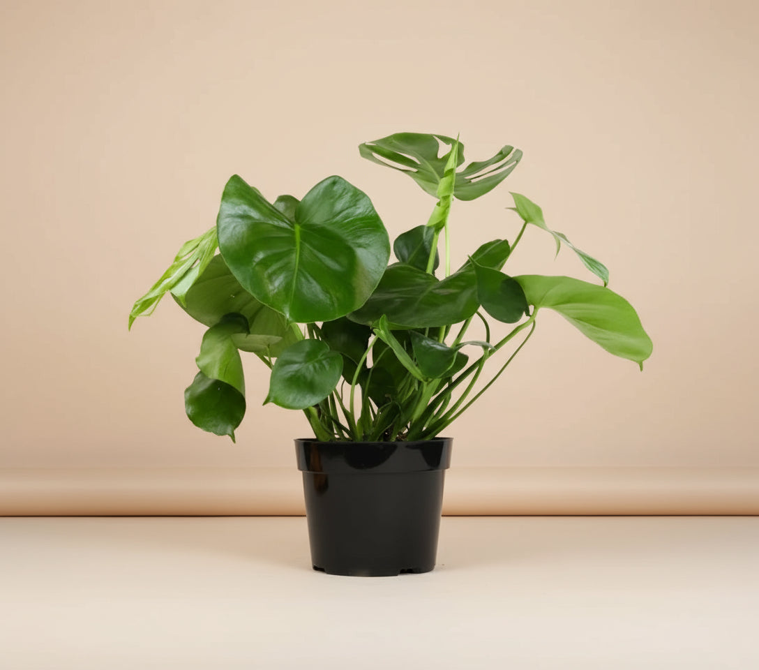 The Monstera deliciosa ‘Tauerii’ is a compact, dwarf variety with glossy fenestrated leaves—perfect for stylish, easy-care indoor spaces