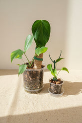 Monstera deliciosa var. sierrana rare plant with narrow, deeply fenestrated leaves. Unique collector Monstera for bright indirect light and modern indoor spaces.