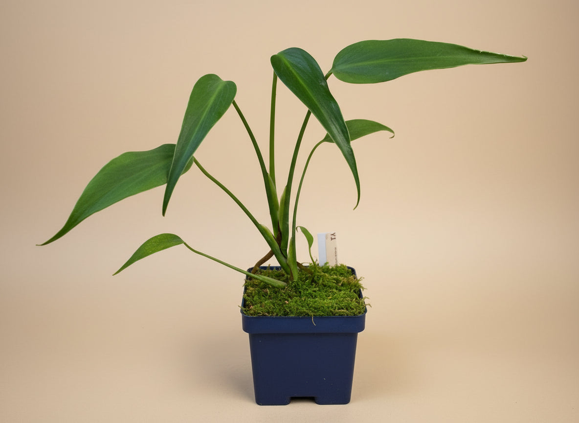 Monstera dilacerata is a rare tropical climbing aroid with elongated, deeply split leaves. A bold, fast grower that makes a stunning collector’s piece.