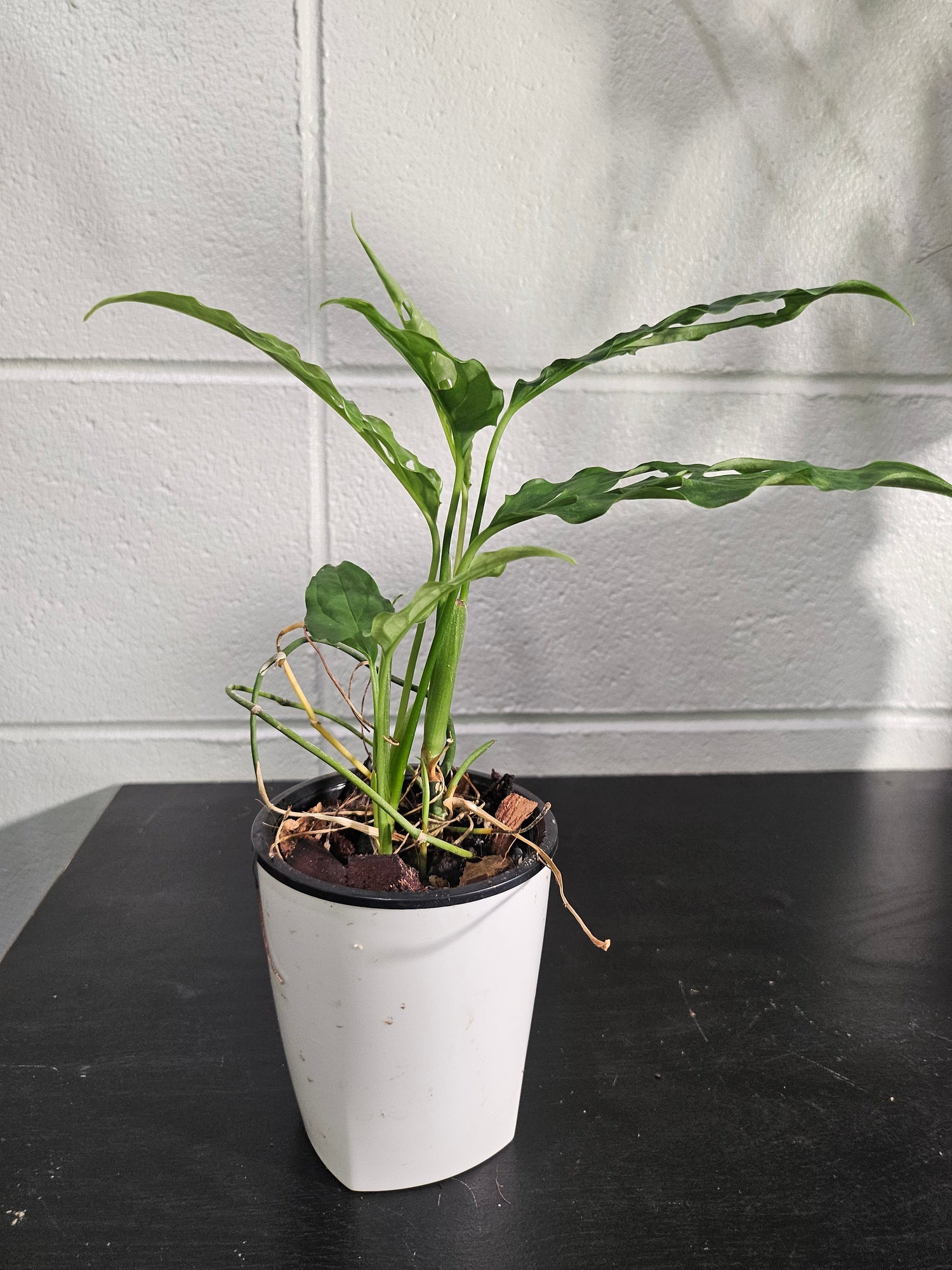 The Monstera obliqua Peru is an ultra-rare plant prized for its delicate, lace-like fenestrated leaves. Native to Central and South America, it thrives in high humidity and well-draining soil. A true collector’s gem, it adds exotic elegance and a bold, tropical vibe to any space. Perfect for plant enthusiasts!