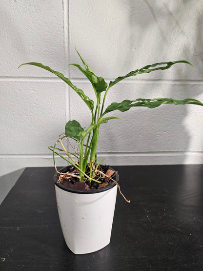 The Monstera obliqua Peru is an ultra-rare plant prized for its delicate, lace-like fenestrated leaves. Native to Central and South America, it thrives in high humidity and well-draining soil. A true collector’s gem, it adds exotic elegance and a bold, tropical vibe to any space. Perfect for plant enthusiasts!
