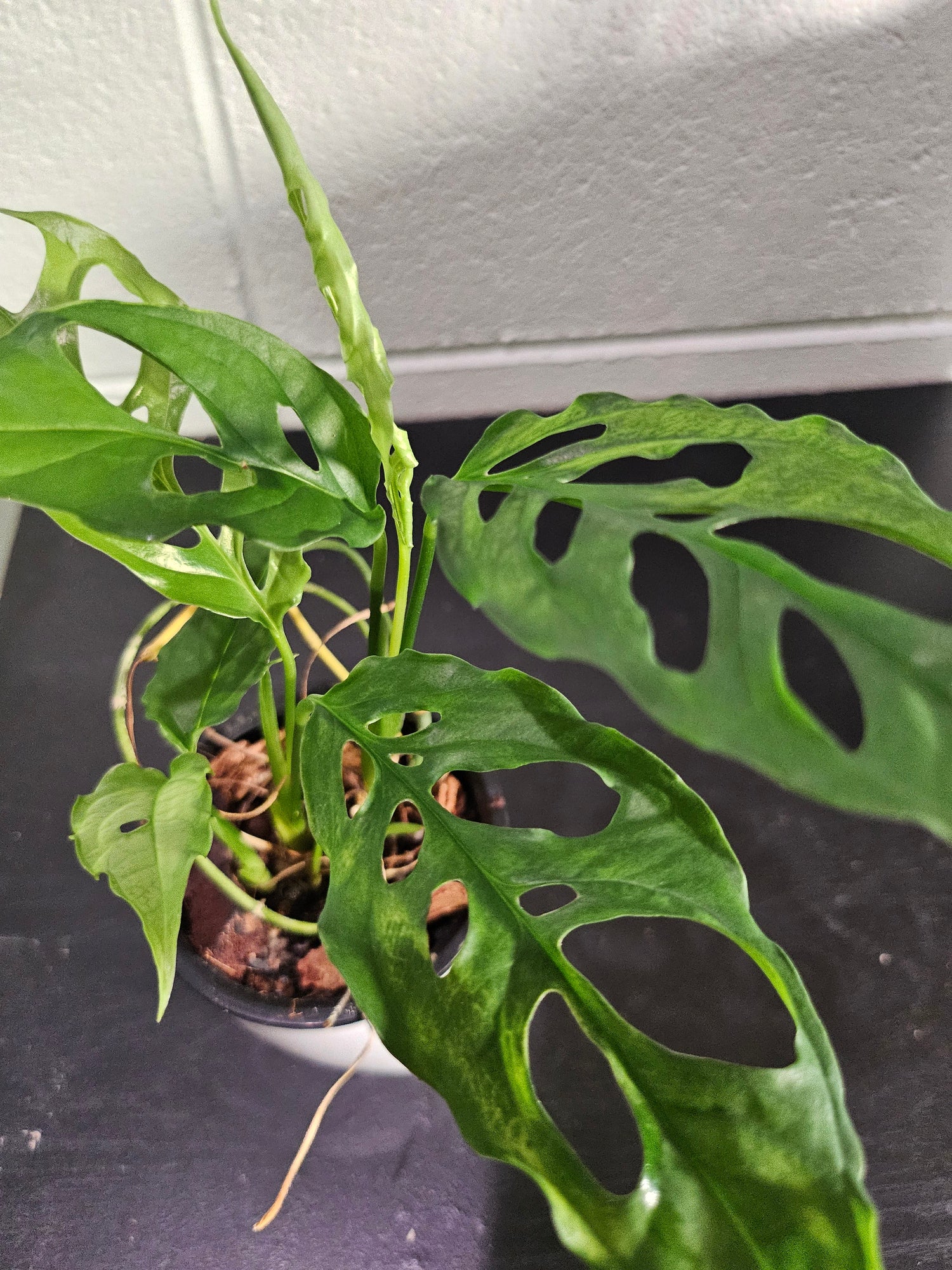 The Monstera obliqua Peru is an ultra-rare plant prized for its delicate, lace-like fenestrated leaves. Native to Central and South America, it thrives in high humidity and well-draining soil. A true collector’s gem, it adds exotic elegance and a bold, tropical vibe to any space. Perfect for plant enthusiasts!