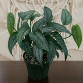 Monstera siltepecana is a rare tropical climber with striking silver-green leaves. Easy care, stunning as it matures, and a must-have for plant collectors.