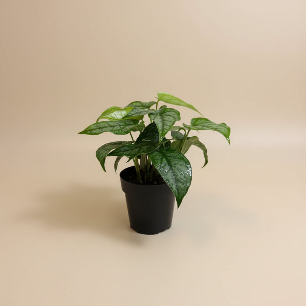 Monstera siltepecana is a rare tropical climber with striking silver-green leaves. Easy care, stunning as it matures, and a must-have for plant collectors.