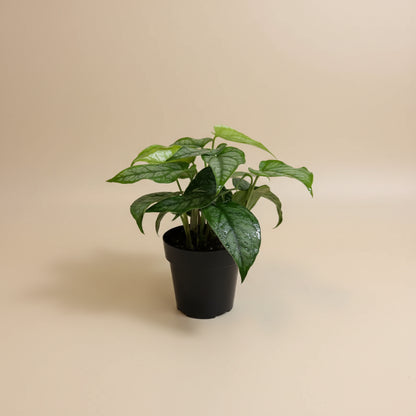 Monstera siltepecana is a rare tropical climber with striking silver-green leaves. Easy care, stunning as it matures, and a must-have for plant collectors.