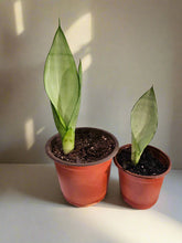 The Moonshine Snake Plant features silvery-green leaves and sleek form. Low-maintenance, air-purifying, and perfect for modern, minimalist spaces.