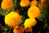 Mother’s Day Crackerjack marigold seed packets with warm orange and yellow blooms. Easy-to-grow container flowers that brighten gardens all summer.