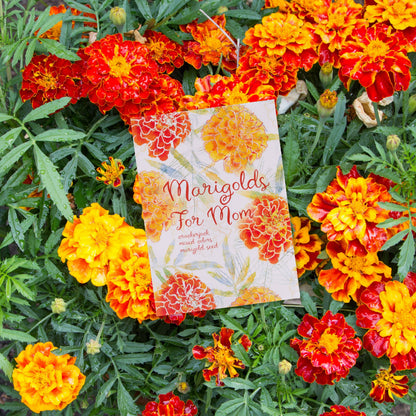 Mother’s Day Crackerjack marigold seed packets with warm orange and yellow blooms. Easy-to-grow container flowers that brighten gardens all summer.