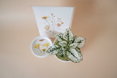 Mother’s Day gift set with live plant, floral terra cotta pot, soy coconut candle, and pressed flower card