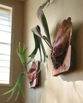 Bring tropical beauty into your home or garden with the striking Staghorn Fern (Platycerium bifurcatum), known for its antler-like fronds and unique ability to attach to trees. Perfect for USDA zone 9a and warmer, it thrives indoors and outdoors in dappled light or indoors as a low-maintenance.