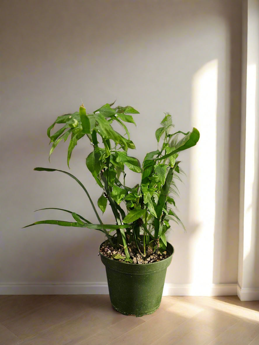 Muehlenbeckia platyclada Tapeworm, Centipede Plant is a rare, sculptural plant with bizarre segmented stems—perfect for collectors seeking something truly unique and conversation-worthy.