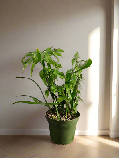 Muehlenbeckia platyclada Tapeworm, Centipede Plant is a rare, sculptural plant with bizarre segmented stems—perfect for collectors seeking something truly unique and conversation-worthy.