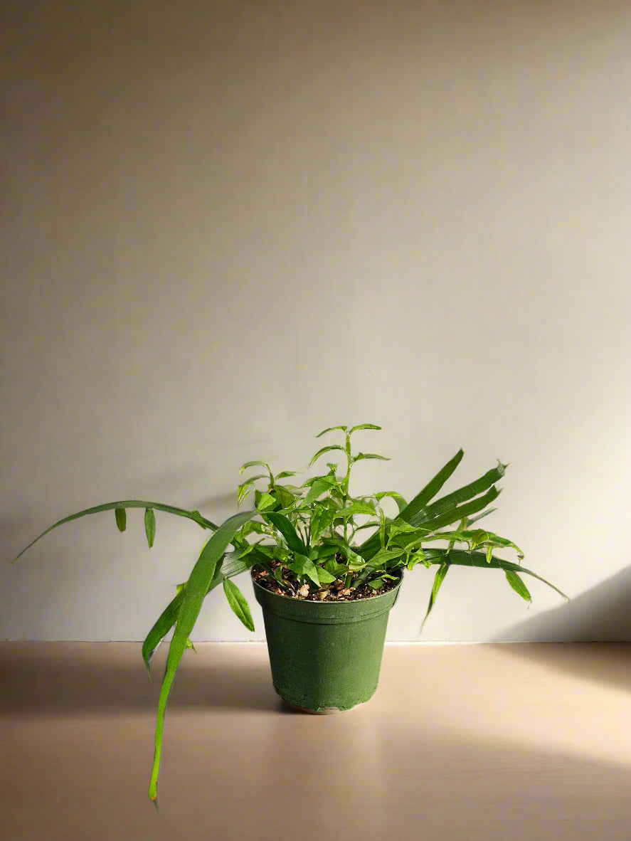 Muehlenbeckia platyclada Tapeworm, Centipede Plant is a rare, sculptural plant with bizarre segmented stems—perfect for collectors seeking something truly unique and conversation-worthy.