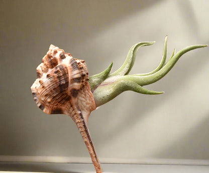 Display your air plants in coastal style with a dramatic Murex haustellum shell holder. Each piece is unique. Plant not included. Indoor décor only.