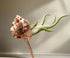 Display your air plants in coastal style with a dramatic Murex haustellum shell holder. Each piece is unique. Plant not included. Indoor décor only.
