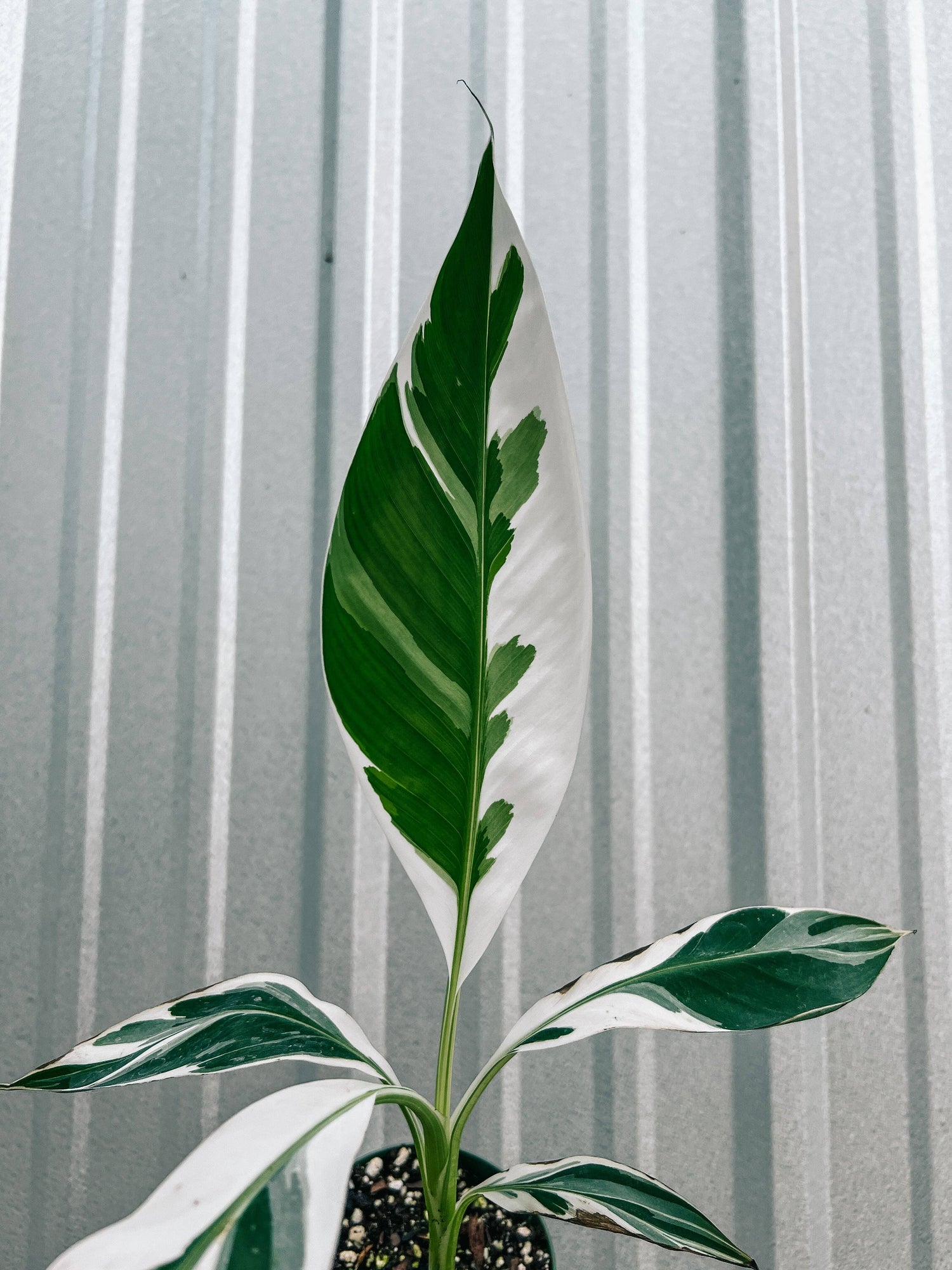 Variegated Musa ‘Bronana’ is a rare tropical banana plant with bold marbled leaves—perfect for creating a lush, exotic vibe in bright indoor or outdoor spaces.