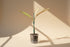 Musa Nono Variegated rare banana plant with green and white striped leaves. Tropical statement plant for bright light and bold indoor jungle styling.