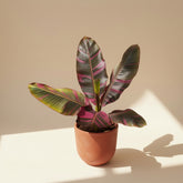 Musa Nono Variegated rare banana plant with green and white striped leaves. Tropical statement plant for bright light and bold indoor jungle styling.