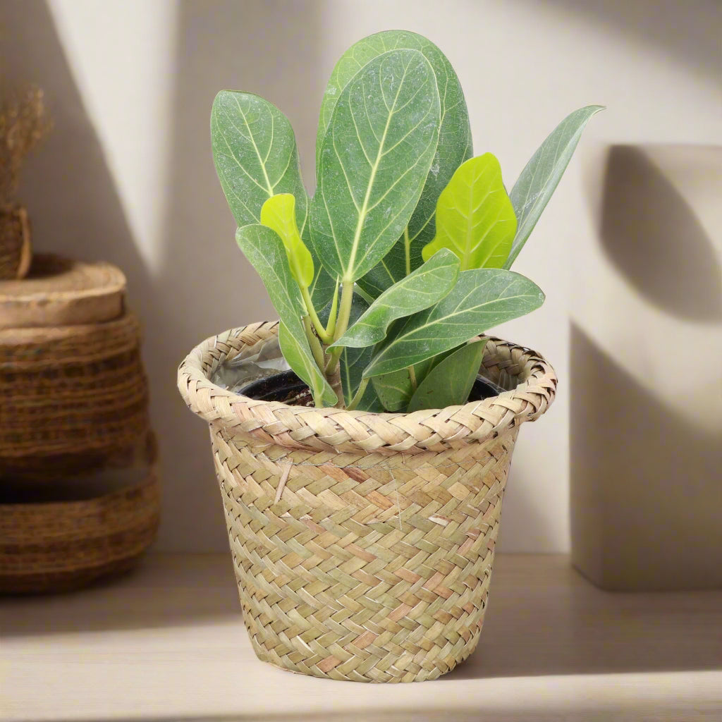 Natural woven pot cover with plastic lining fits 4–4.5&quot; plants. Stylish, earthy cache pot with 2 shade options—perfect for boho or modern décor.