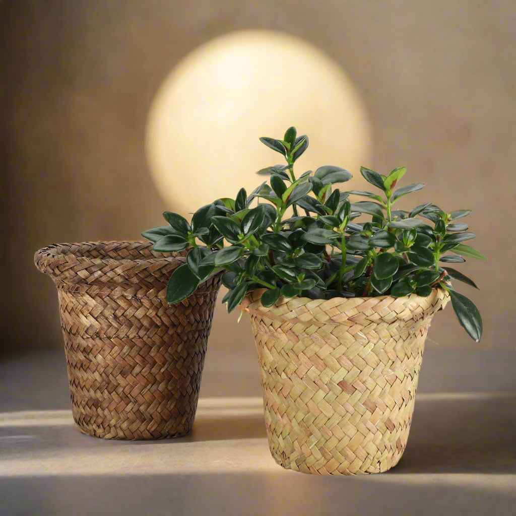 Natural woven pot cover with plastic lining fits 4–4.5&quot; plants. Stylish, earthy cache pot with 2 shade options—perfect for boho or modern décor.