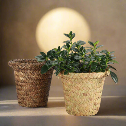 Natural woven pot cover with plastic lining fits 4–4.5&quot; plants. Stylish, earthy cache pot with 2 shade options—perfect for boho or modern décor.