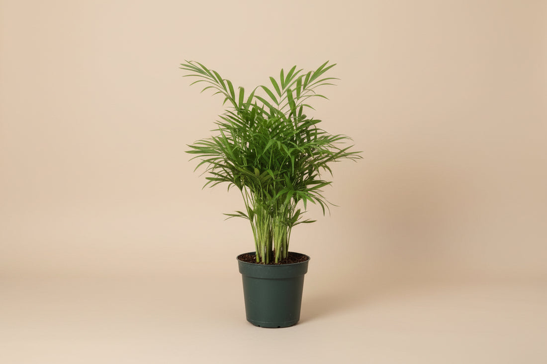 Neanthe Bella Palm (Chamaedorea elegans) 4" plant. Pet-safe Parlor Palm with soft tropical fronds. Thrives in bright indirect to medium light
